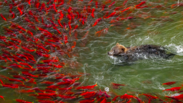 Bear going for a swim while being avoided by salmon.