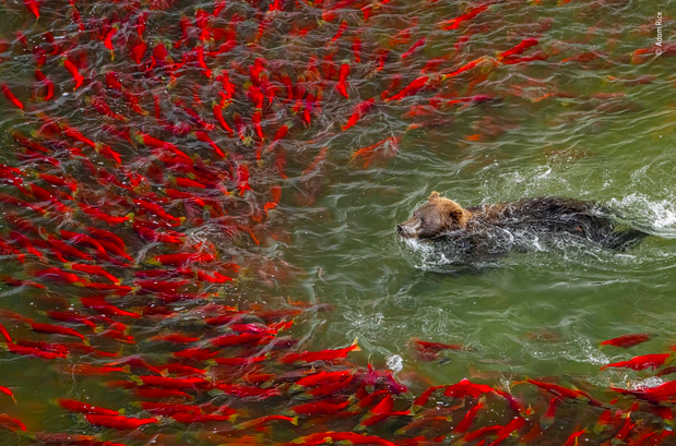 Bear going for a swim while being avoided by salmon.