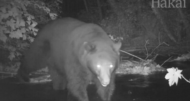 Black bear caught on trail camera