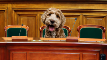 Cute puppy looking out from behind a court house bench. Court tosses out Ziggies claim to puppies.