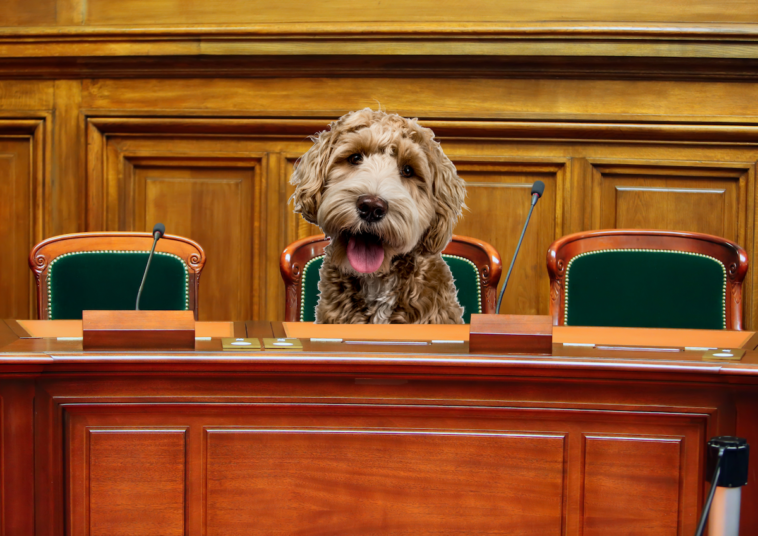 Cute puppy looking out from behind a court house bench. Court tosses out Ziggies claim to puppies.
