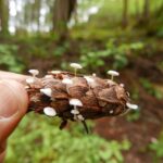 Tiny mushrooms growing on a Douglas Fir pine cone, Thetis Lake, BC, Canada.