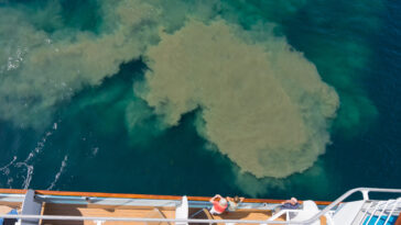 Passengers on a cruise ship looking at out at pollution in the water.