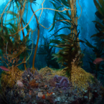 Kelp forests; valuable assets to our ecosystems.