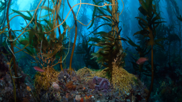 Kelp forests; valuable assets to our ecosystems.