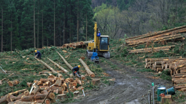 Timothy Holland, who was illegally logging the Great Bear Rainforest, received a greater fine after telling a government lawyer to "kiss my ass".