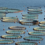 First Nations Say Federal Government Is Watering Down Its Promise To Get Fish Farms Out Of The Ocean. Aerial photograph of open net pen fish farm. Credit: GrigoriosMoraitis/Getty Images