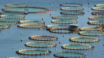 First Nations Say Federal Government Is Watering Down Its Promise To Get Fish Farms Out Of The Ocean. Aerial photograph of open net pen fish farm. Credit: GrigoriosMoraitis/Getty Images