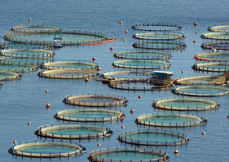 First Nations Say Federal Government Is Watering Down Its Promise To Get Fish Farms Out Of The Ocean. Aerial photograph of open net pen fish farm. Credit: GrigoriosMoraitis/Getty Images