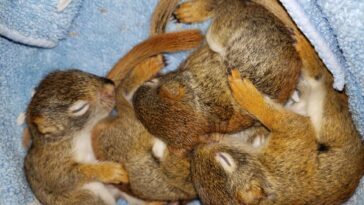 Four baby red squirrels asleep and cuddled up to one another.