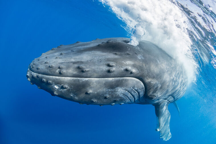 Humpback releasing massive air cloud when approaching a boat.