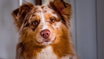 David King and Brett Murphy were identified through Facebook as the duo who saved the life of Pip, an Australian Shepherd, who was gravely injured.
