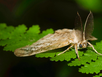 Male Spongy Moth.
