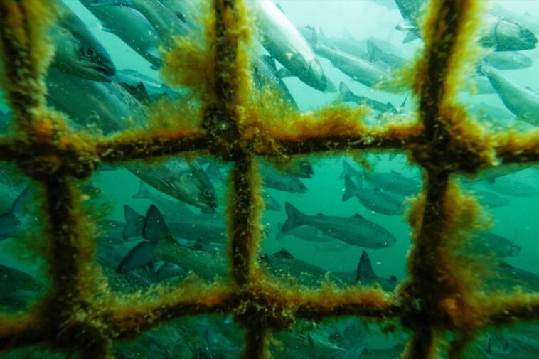 Most industrial fish farms on the BC coast raise Atlantic salmon, a species not native to the west coast