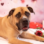 Meet Hank! Hank is a lovely boy looking for a strong and confident human to join his family! Hank enjoys playing fetch and loves playing with toys. Could Hank steal your heart this Valentine's Day? ✨With adoption fees reduced by 50%, there has never been a better time to adopt!