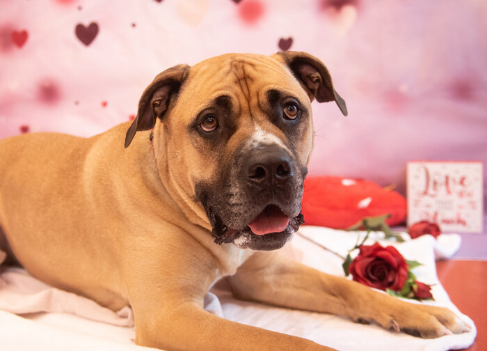 Meet Hank! Hank is a lovely boy looking for a strong and confident human to join his family! Hank enjoys playing fetch and loves playing with toys. Could Hank steal your heart this Valentine's Day? ✨With adoption fees reduced by 50%, there has never been a better time to adopt!