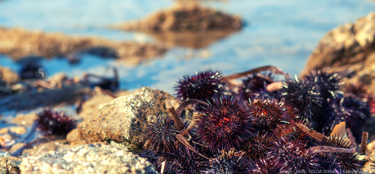 Sea urchins are migrating to warmer waters.