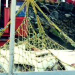 Harvesting wild pacific halibut.