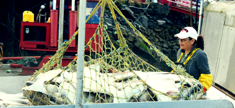 Harvesting wild pacific halibut.