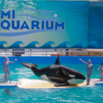 The Lummi language refers to killer whales as qwe ‘lhol mechen, meaning “our relations below the waves.” The Lummi Nation is currently working to reunite Sk’aliCh’elh-tenaut, an orca violently taken from L-pod in 1970 and held captive at the Miami Seaquarium, with her family in the Salish Sea.