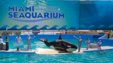 The Lummi language refers to killer whales as qwe ‘lhol mechen, meaning “our relations below the waves.” The Lummi Nation is currently working to reunite Sk’aliCh’elh-tenaut, an orca violently taken from L-pod in 1970 and held captive at the Miami Seaquarium, with her family in the Salish Sea.