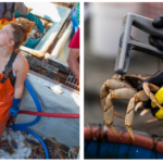 Did you know that it takes about four years for a male crab to reach the legal size for harvesting? All Dungeness crab must measure 165mm “point to point” to be of legal size. This allows every male crab to have at least one to two years of sexual maturity before being harvested. All females and undersized crab are returned to the water to help continue to grow the population.