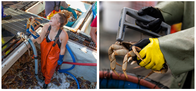Did you know that it takes about four years for a male crab to reach the legal size for harvesting? All Dungeness crab must measure 165mm “point to point” to be of legal size. This allows every male crab to have at least one to two years of sexual maturity before being harvested. All females and undersized crab are returned to the water to help continue to grow the population.