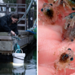 Jeannine Georgeson, coordinator of the Institute for Multidisciplinary Ecological Research in the Salish Sea, lowers a light trap for baby crabs off the dock at Whaler Bay, Galiano Island, British Columbia.