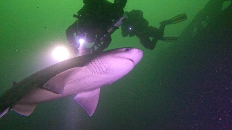 The sixgill shark is considered a primitive shark because its characteristics resemble those of fossil sharks. They belong to the Hexanchidae family, which has existed for over 180 million years.