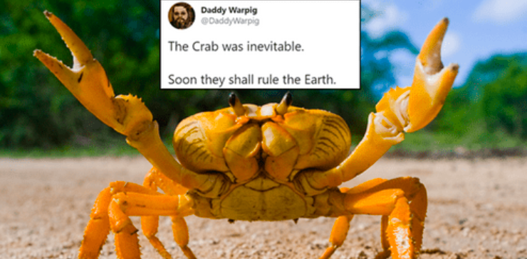 Did you know that crabs possess compound eyes, enabling them to have a panoramic view of their surroundings? With thousands of tiny individual lenses, their eyes provide a remarkable visual acuity, allowing them to spot potential prey and predators with astonishing precision.