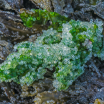 Herring roe is considered a nutritious food source as it is packed with essential nutrients. It is a good source of omega-3 fatty acids, protein, vitamins, and minerals.