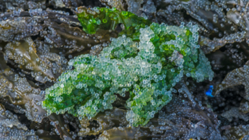 Herring roe is considered a nutritious food source as it is packed with essential nutrients. It is a good source of omega-3 fatty acids, protein, vitamins, and minerals.