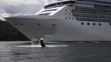 A humpback whale and a vessel