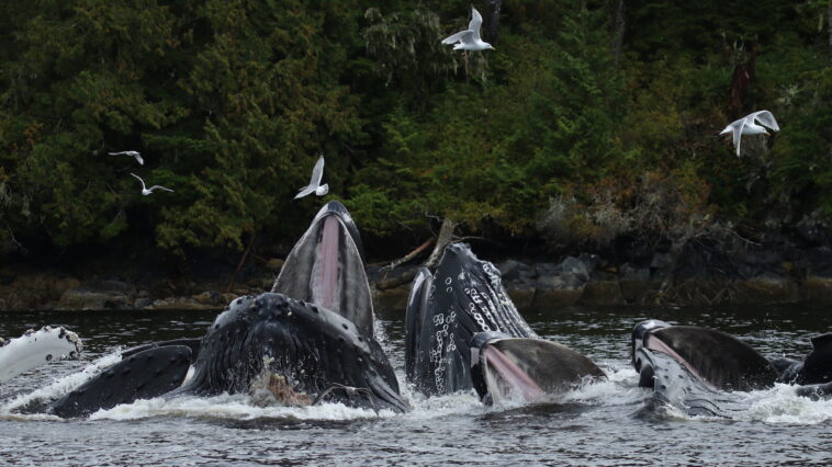 Humpback whales swimming on BC coast