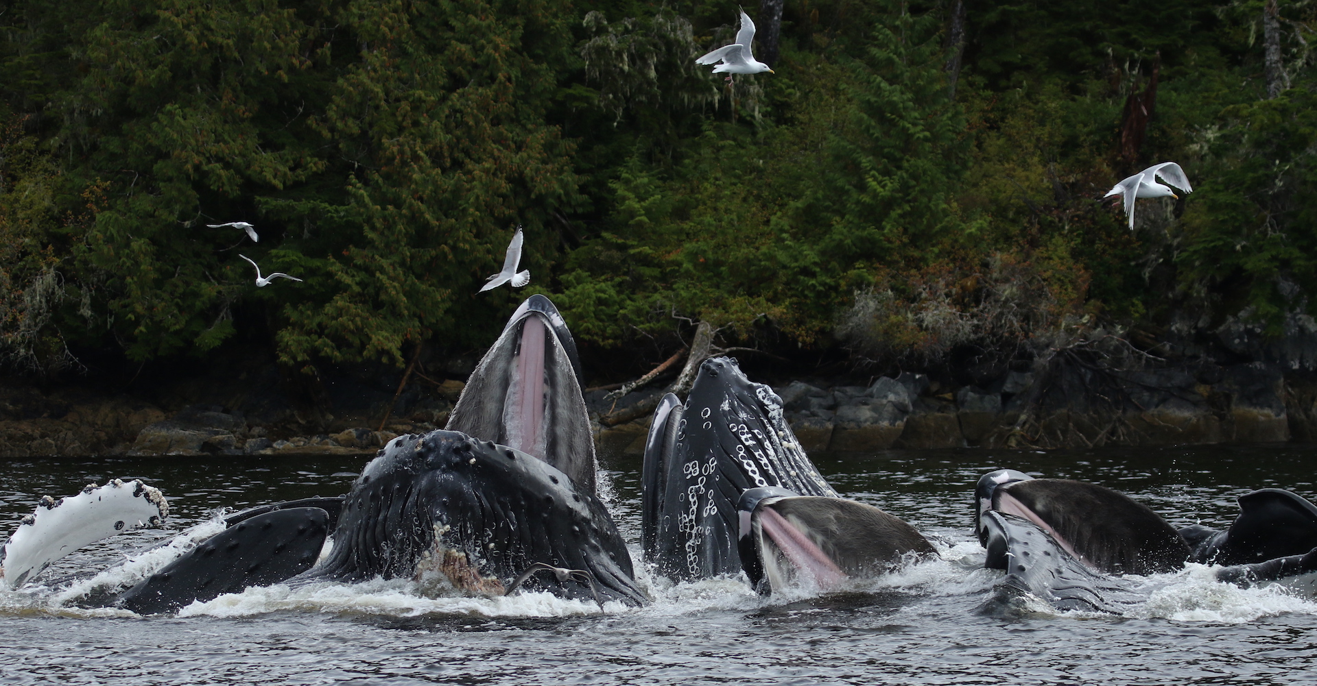 Humpback whales swimming on BC coast
