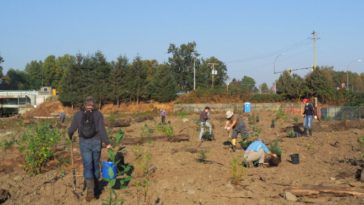 Volunteers planting vegetation for the estuary's marshlands.