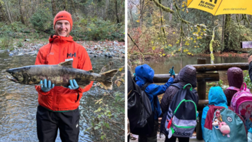 Crowds gather to watch the salmon migration at Goldstream Park