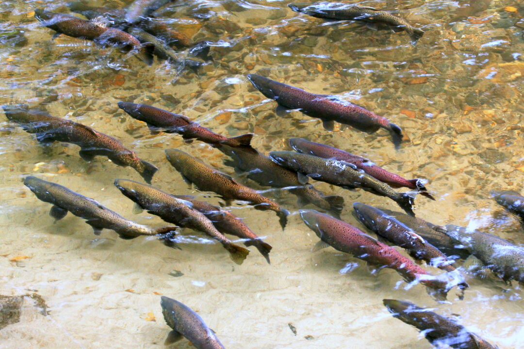 Salmon spawning in the Squamish River.