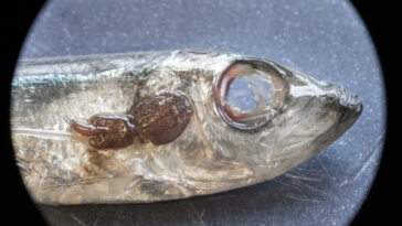A dead herring with a louse attached to it.