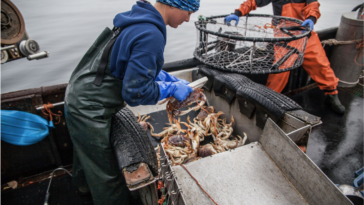 Woman working at a small-scale fishery in British Columbia, Canada.