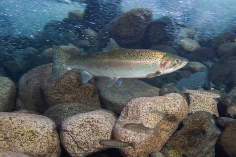 B.C. steelhead fish underwater.