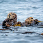 Two otters floating on the ocean surrounded by kelp.