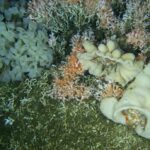 Colorful Fuzzy Crabs (Acantholithodes hispidus) amidst three varieties of glass sponges thriving on the coral reef, distinguished by orange and pink branches.