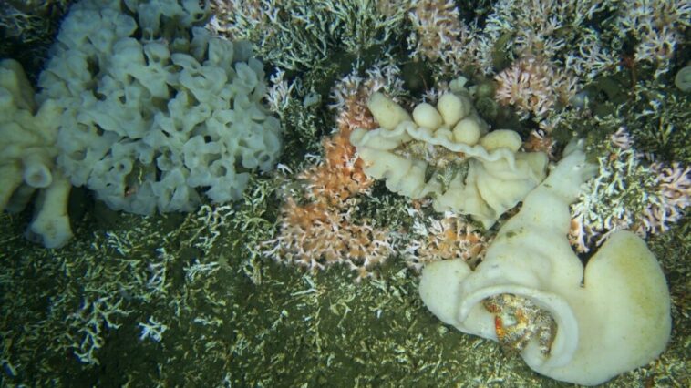Colorful Fuzzy Crabs (Acantholithodes hispidus) amidst three varieties of glass sponges thriving on the coral reef, distinguished by orange and pink branches.