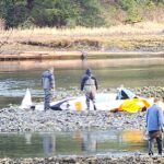 A beached orca at a lagoon.