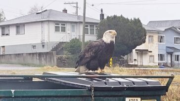 An eagle perches on a dumpster in downtown Prince Rupert.