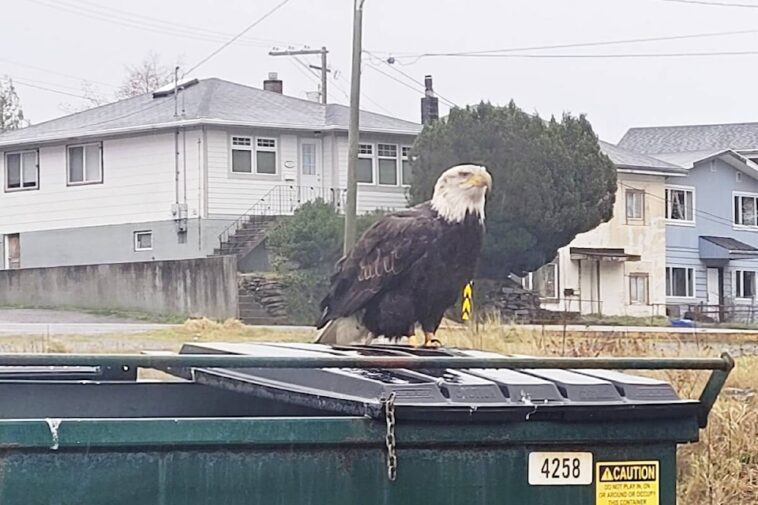An eagle perches on a dumpster in downtown Prince Rupert.