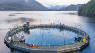 An open-net fish farm.