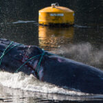 A humpback whale entangled in ropes.