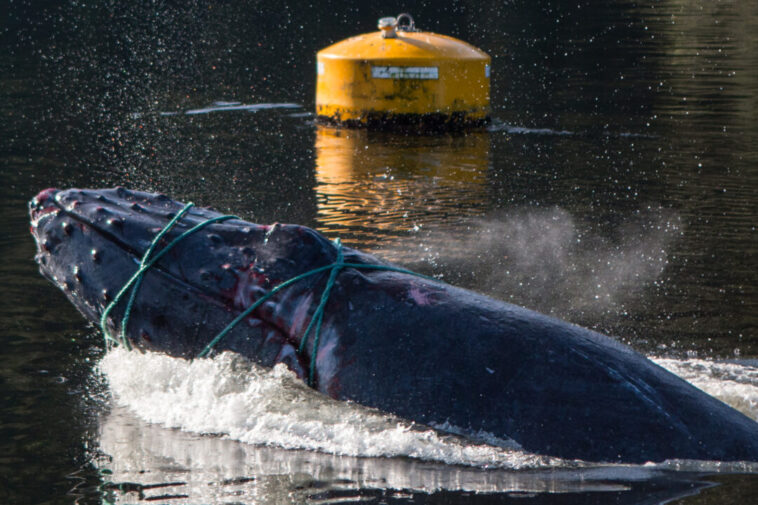 A humpback whale entangled in ropes.
